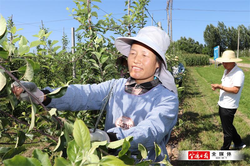 在千阳县南寨镇矮砧苹果种植基地，工人们正在对果树进行拉枝。 (1).jpg