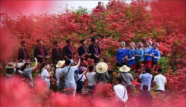 黄平谷陇大高山，杜鹃花海惹人醉