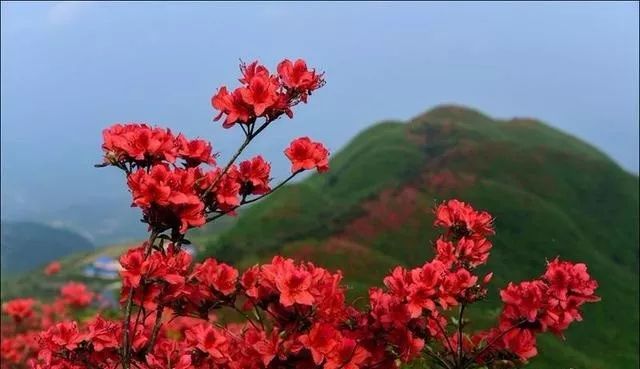 黄平谷陇大高山，杜鹃花海惹人醉