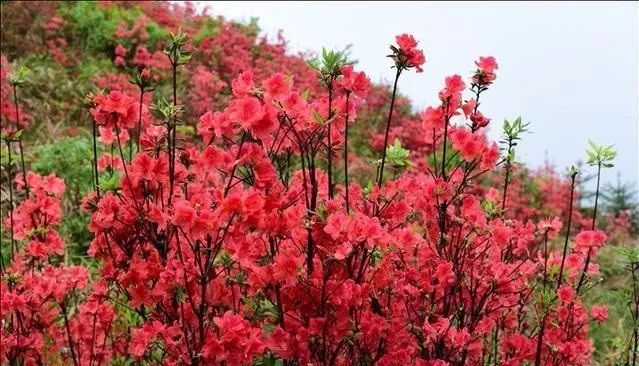 黄平谷陇大高山，杜鹃花海惹人醉